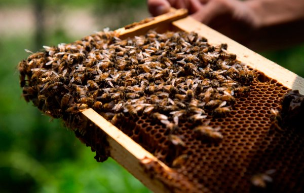 Международный день пчел