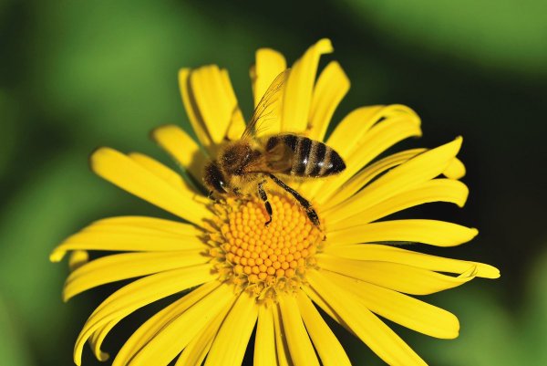 Июльская пчела