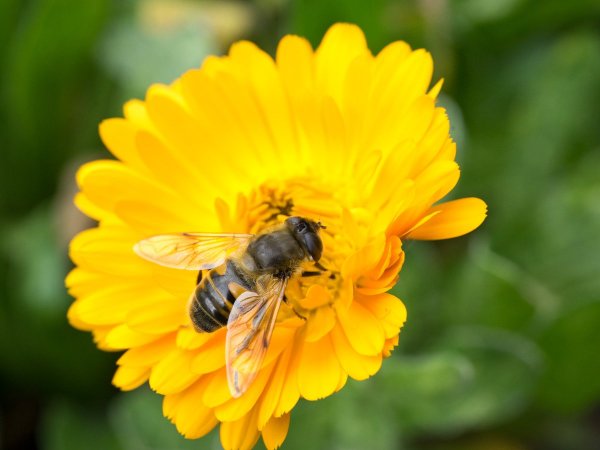 День пчелы 20 мая