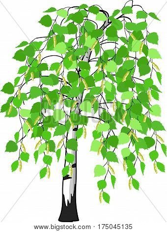 Березка вектор