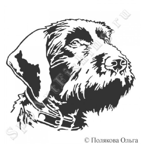 Дратхаар вектор