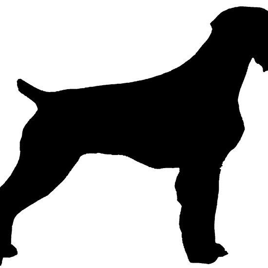 Дратхаар силуэт