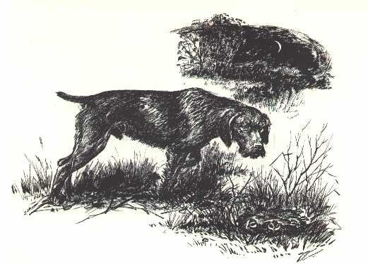 Дратхаар гравюра