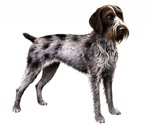 Дратхаар длинношерстный