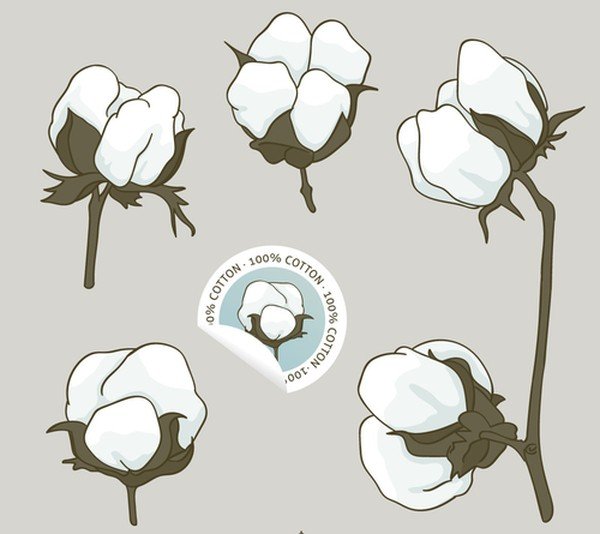 Цветок хлопка логотип