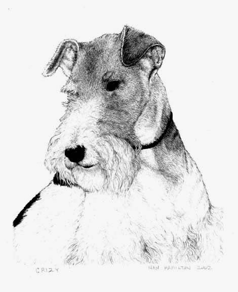 Фокстерьер Глаша