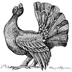 Глухарь черно белый