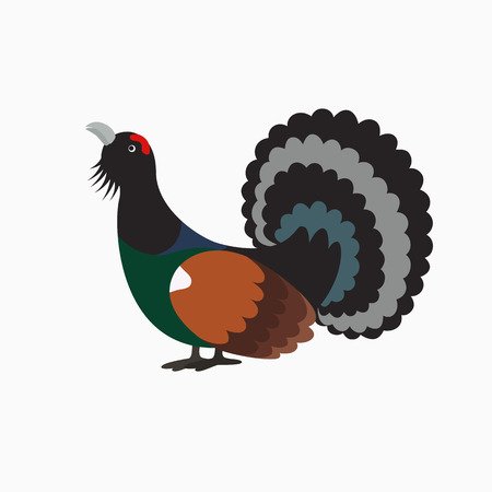 Глухарь рисунок