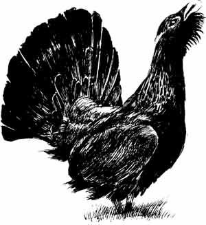 Трафарет тетерева