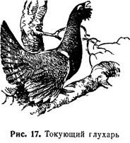 Трафарет глухаря для выжигания