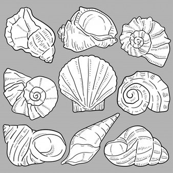 Ракушки паттерн