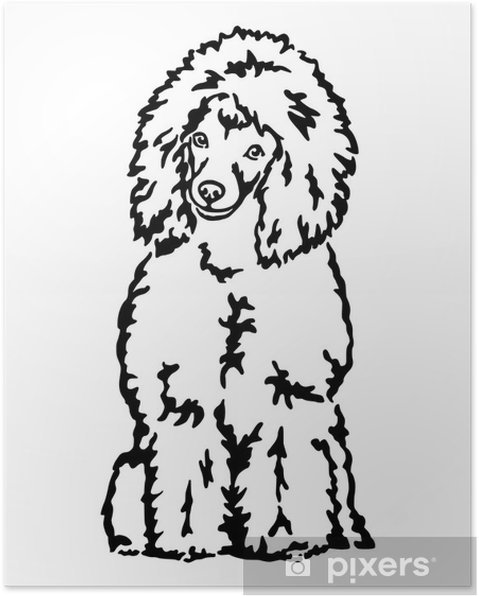 Пудель вектор чб