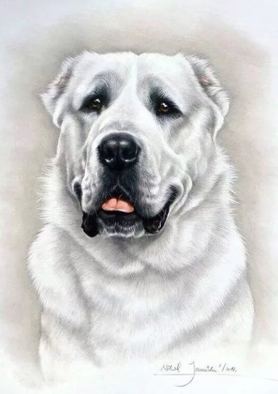 Собака алабай вектор