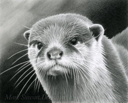 Голова выдры эскиз