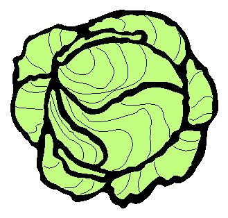 Кочан капусты силуэт