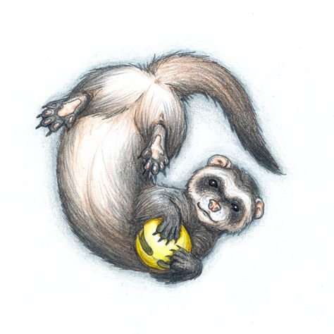 Рисунки хорьков