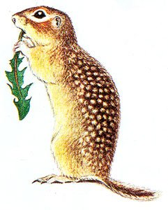 Крапчатый суслик на белом фоне