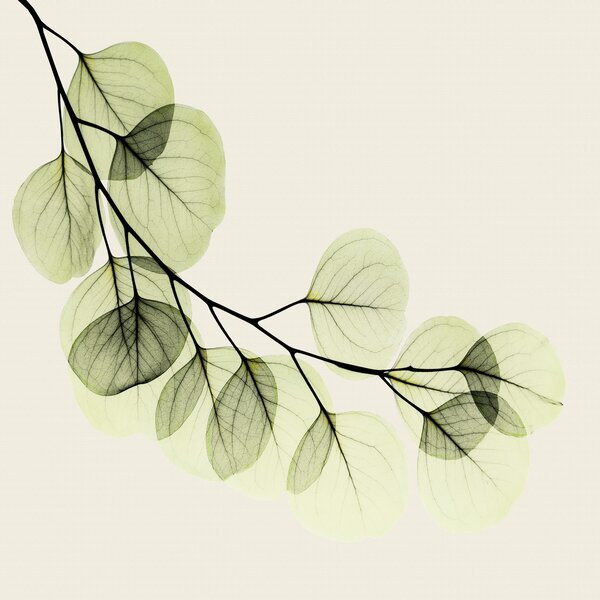 Ветка с листьями акварель