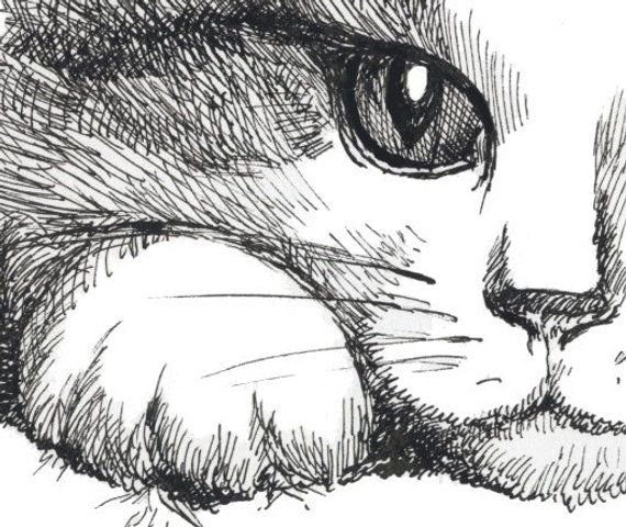 Кошачий нос зарисовки