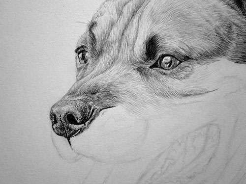 Собачий нос нарисованный простым карандашом