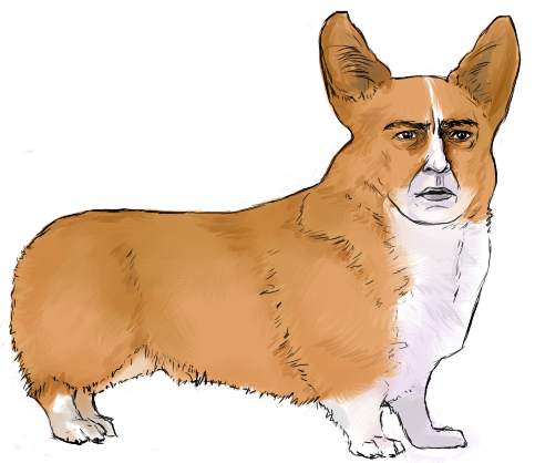 Вельш корги анатомия