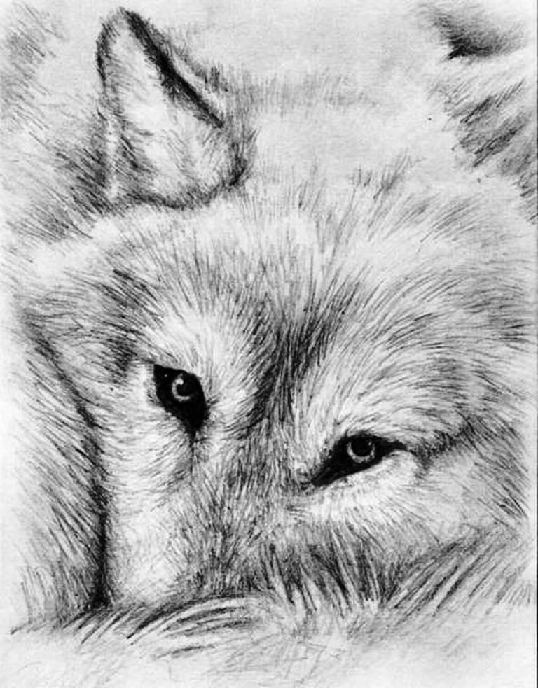 Рисунки животных простым карандашом. Животные карандашом. Картинки карандашом животные. Рисунки зверей карандашом. Рисунки Волков карандашом.