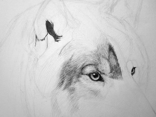 Шерсть волка карандашом