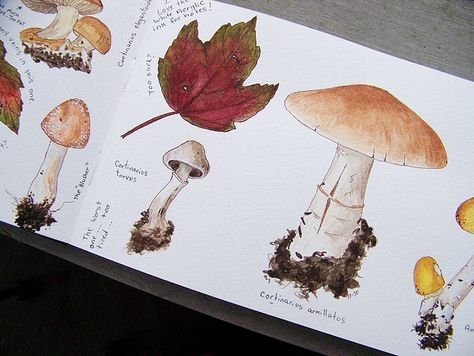 Грибы скетчбук арт