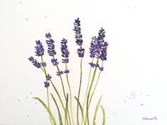 Лаванда скетч