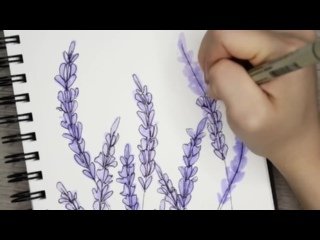 Лаванда скетч акварель