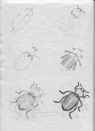 Жук рисование пошагово