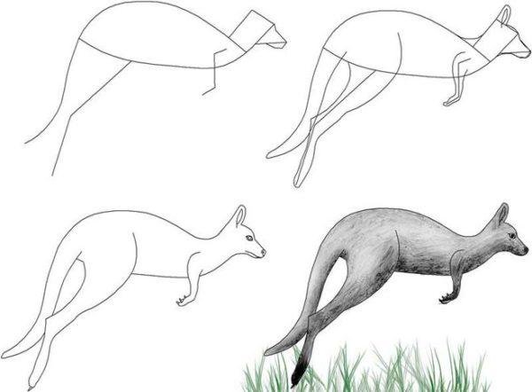 Как нарисовать кенгуру