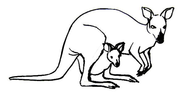 Кенгуру карандашом для детей