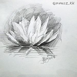 Лотос углем рисунок