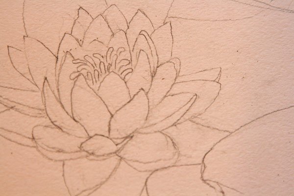 Лотос рисунок карандашом