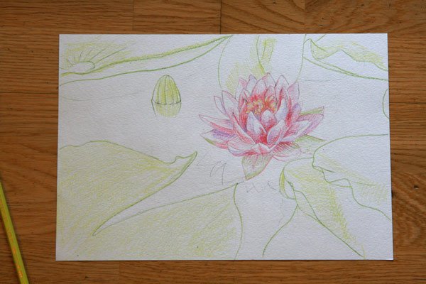 Астраханские Лотосы срисовать карандашом