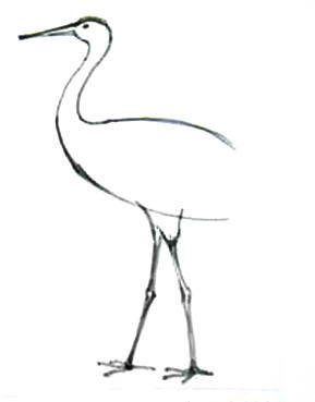 Легкий рисунок ноги журавля