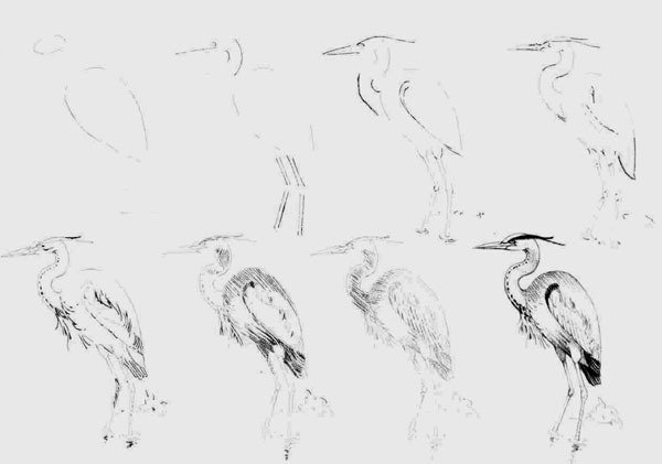 Цапля поэтапное рисование
