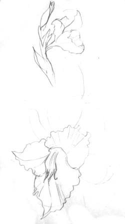 Гладиолус простым карандашом