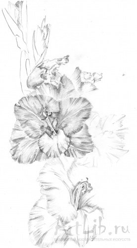 Гладиолус для срисовки