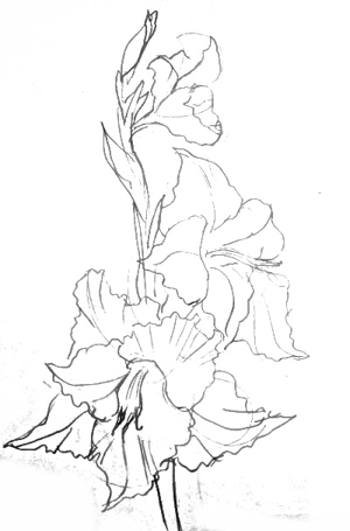 Гладиолус эскиз
