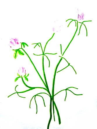 Клевер рисунок для детей поэтапно