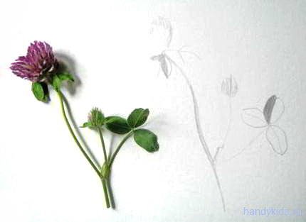 Поэтапное рисование клевера