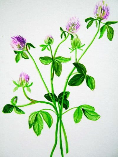 Нарисовать Клевер Луговой