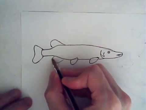 Как нарисовать щуку легко