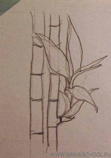 Бамбук карандашом