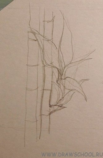 Рисунок бамбука карандашом для начинающих