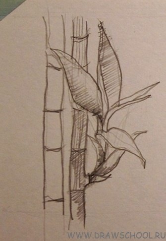 Бамбук поэтапно