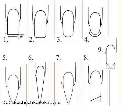 Пудель рисунок пошагово