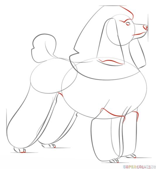 Поэтапный рисунок пуделя